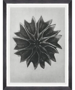 Mind The Gap Framed Art LIME MALLOW BY KARL BLOSSFELDT