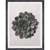 Mind The Gap Framed Art SAXIFRAGA AIZOON BY KARL BLOSSFELDT