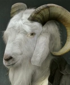 Ibride Rodolphe Collector Portraits Medium Homeware - Luxury Wall Art & Home Decor 8 Ibride Rodolphe Collector Portraits Medium Homeware