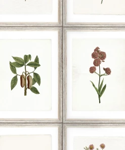 Mind The Gap Botany Wallpaper Les Jardins Royaux