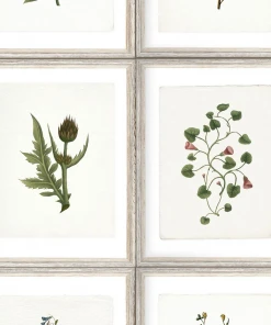 Mind The Gap Botany Wallpaper Les Jardins Royaux