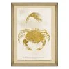 Mind The Gap Sea Life Athropoda Crustacea Wall Art - Havana Tropicana Collection 1 Mind The Gap Sea Life Athropoda Crustacea Wall Art Havana Tropicana