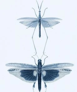 Mind The Gap Entomology Wallpaper Wallpaper & Paint