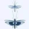 Mind The Gap Entomology Blue Wallpaper