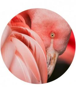 BN Memphis To Miami Wallpaper Circles - Pretty Pink Flamingo Design | Nature & Animals Wallpaper 5 BN Memphis To Miami Wallpaper Circles Pretty Pink Flamingo