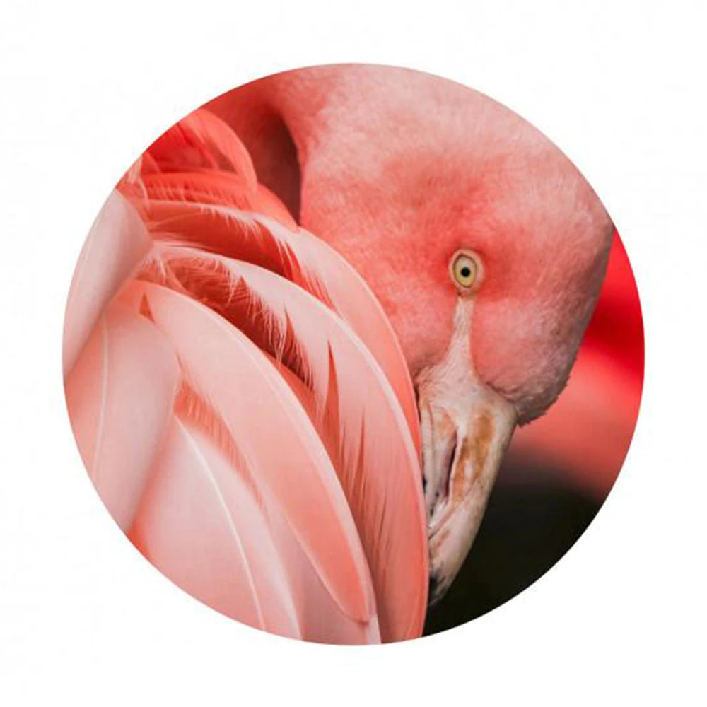 BN Memphis To Miami Wallpaper Circles - Pretty Pink Flamingo Design | Nature & Animals Wallpaper 4 BN Memphis To Miami Wallpaper Circles Pretty Pink Flamingo