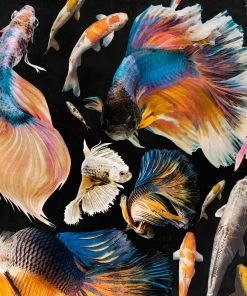 Mind The Gap Blue Skies Ahead Goldfish Ivory Wallpaper