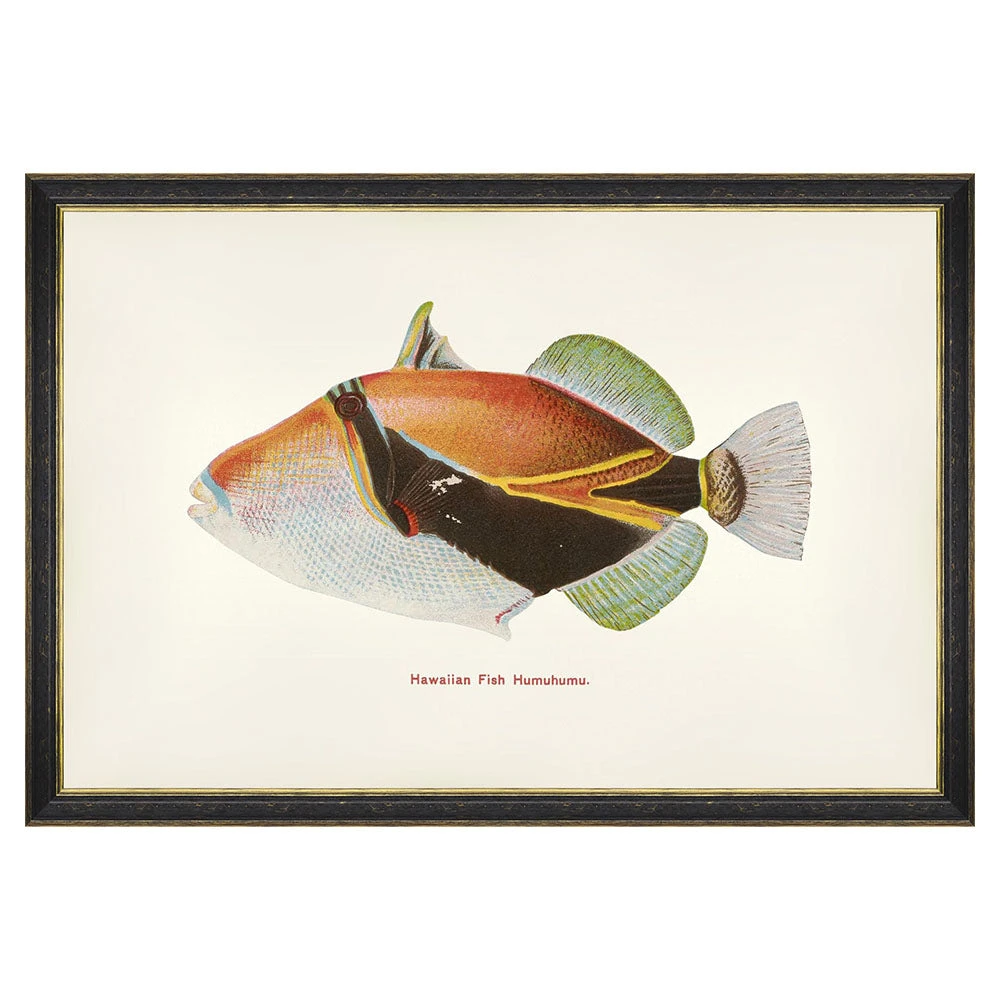 Mind The Gap Humuhumu Fish Wall Art - Havana Tropicana Collection 3 Mind The Gap Humuhumu Fish Wall Art Havana Tropicana