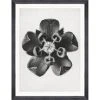 Mind The Gap Framed Art - Common Milkweed by Karl Blossfeldt | Bohemian Wall Decor 1 Mind The Gap Framed Art COMMON MILKWEED BY KARL BLOSSFELDT