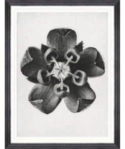 Mind The Gap Framed Art COMMON MILKWEED BY KARL BLOSSFELDT
