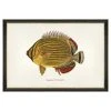 Mind The Gap Kapuhili Fish Wall Art