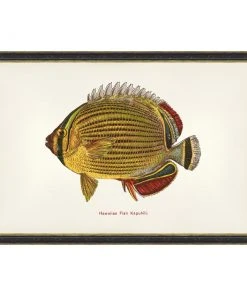 Mind The Gap Kapuhili Fish Wall Art