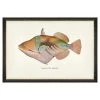 Mind The Gap Havana Tropicana Nakunuku Fish Wall Art - Tropical Home Decor 1 Mind The Gap Havana Tropicana Nakunuku Fish Wall Art