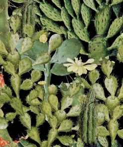 Mind The Gap Opuntia Anthracite Wallpaper Havana Tropicana