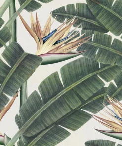 Mind The Gap Tropical Bloom Wallpaper Havana Tropicana