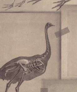 Mind The Gap Zooarchaeology Anthracite Wallpaper Wallpaper & Paint