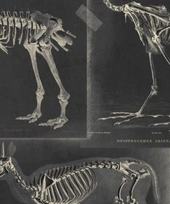 Mind The Gap Zooarchaeology Anthracite Wallpaper Wallpaper & Paint